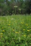 Oenanthe silaifolia. Цветущие растения. Крым, Байдарская долина, окр. с. Озёрное, влажная луговина. 06.06.2019.