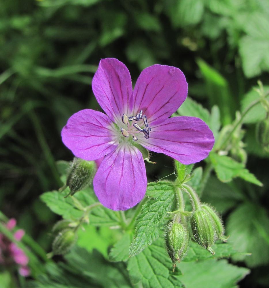 Изображение особи Geranium sylvaticum.