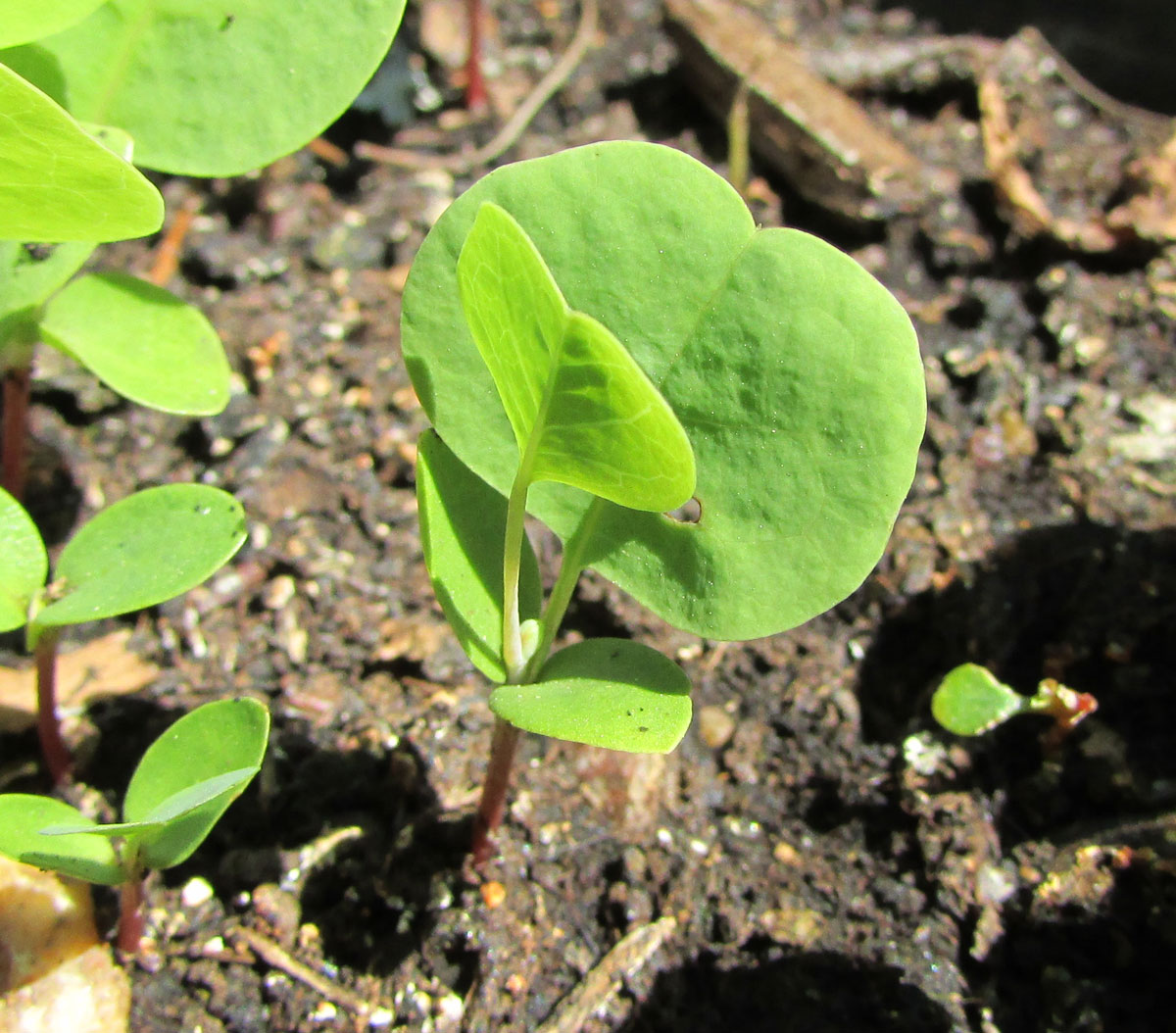 Image of Liriodendron tulipifera specimen.