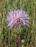 Cirsium setosum