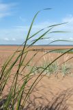 Typha angustifolia