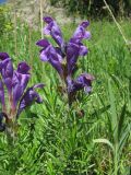 Dracocephalum austriacum