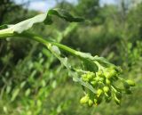 Senecio schwetzowii