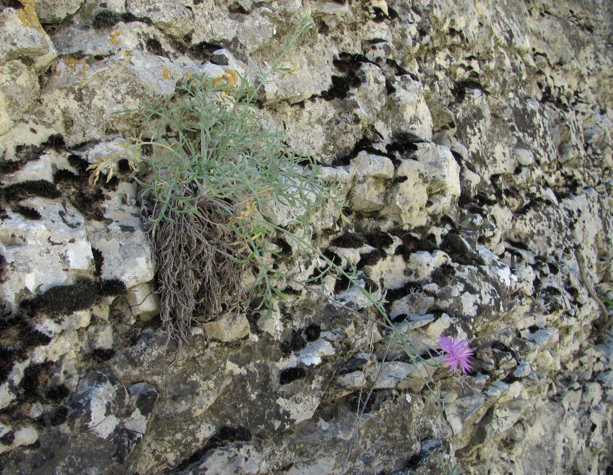 Image of Centaurea caspia specimen.