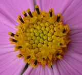 Cosmos bipinnatus