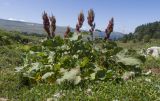 Rumex alpinus