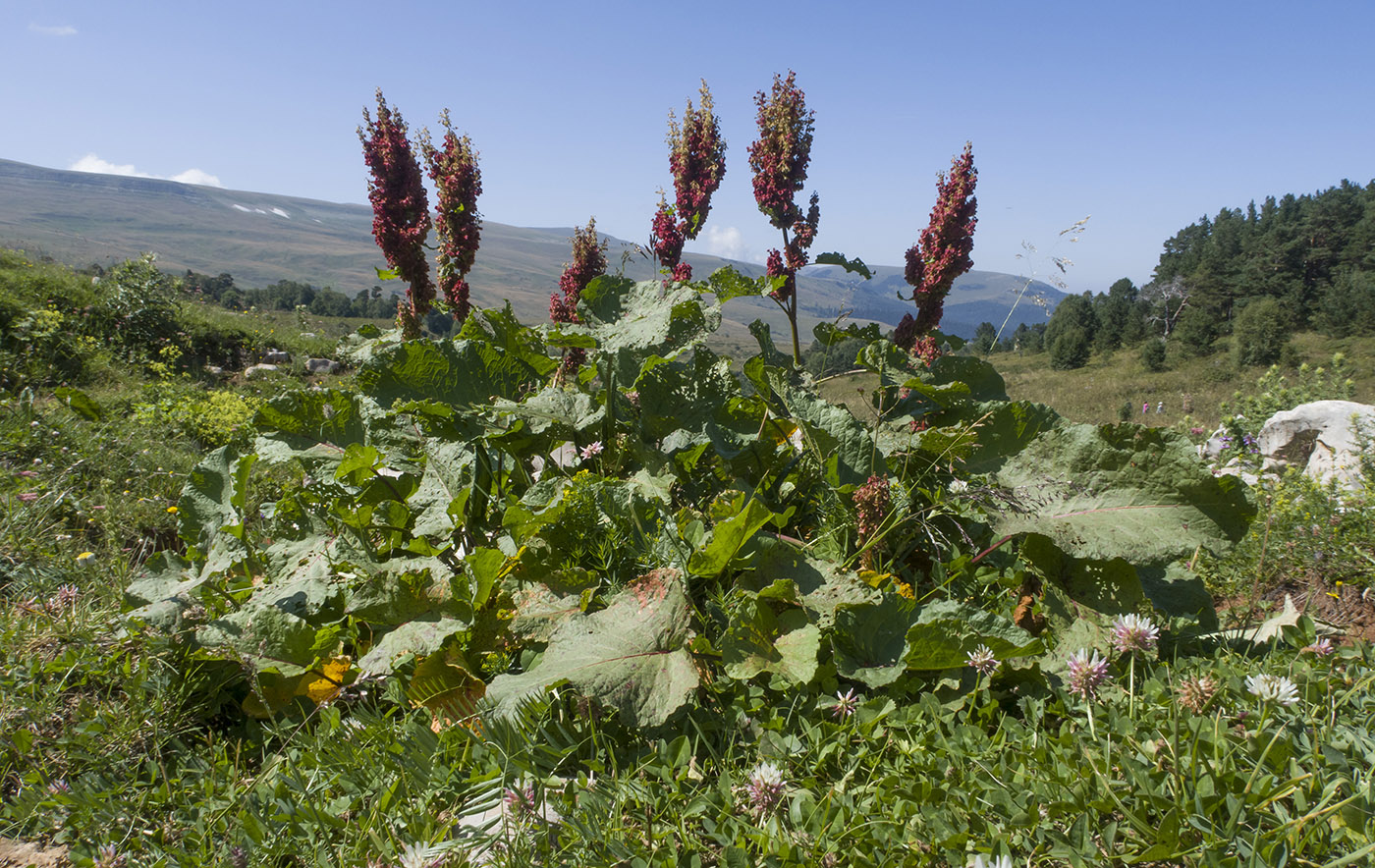 Изображение особи Rumex alpinus.