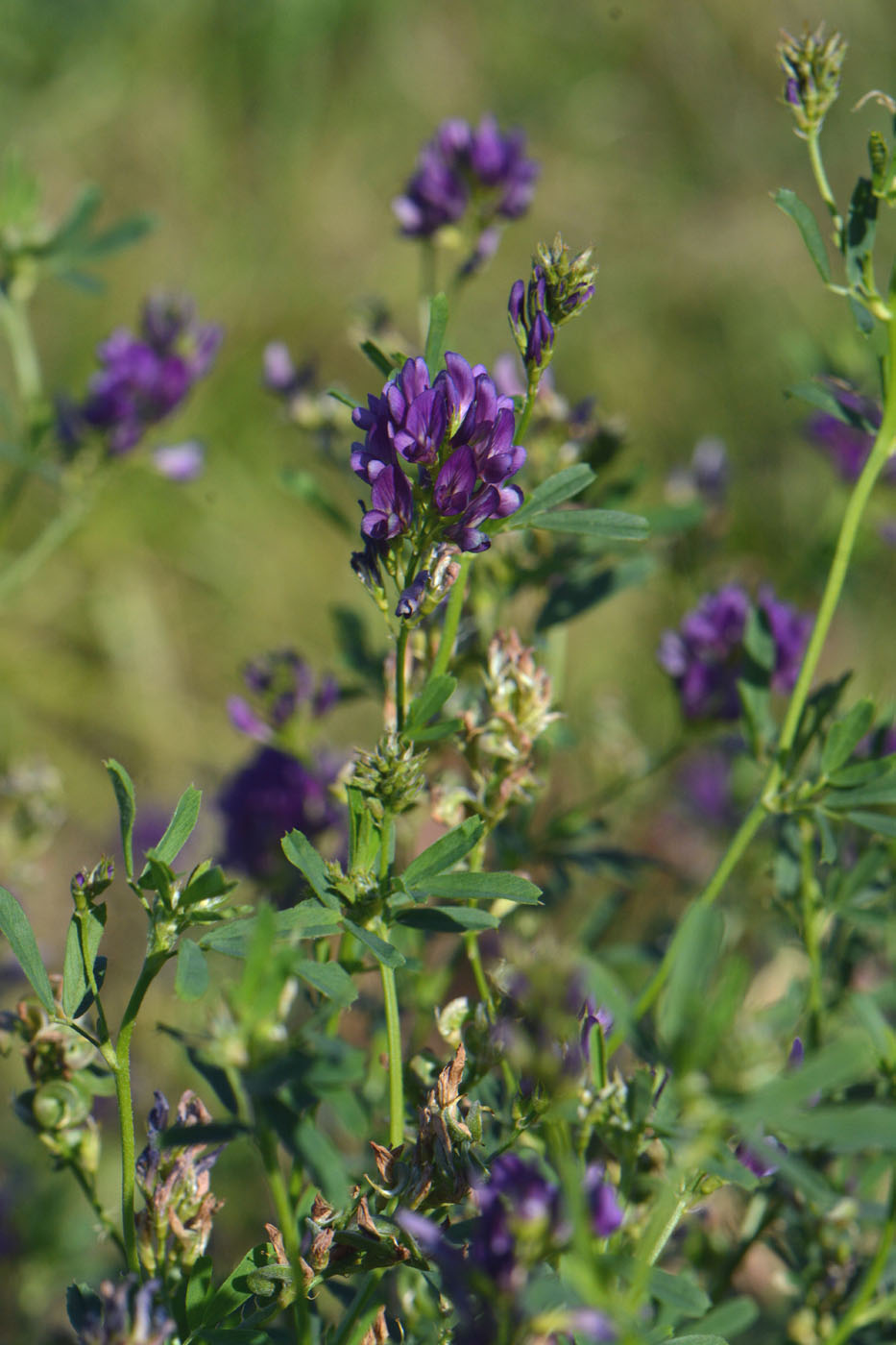 Изображение особи Medicago sativa.