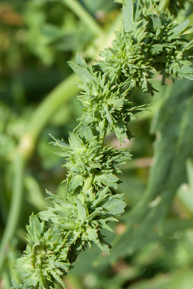 Image of Atriplex calotheca specimen.