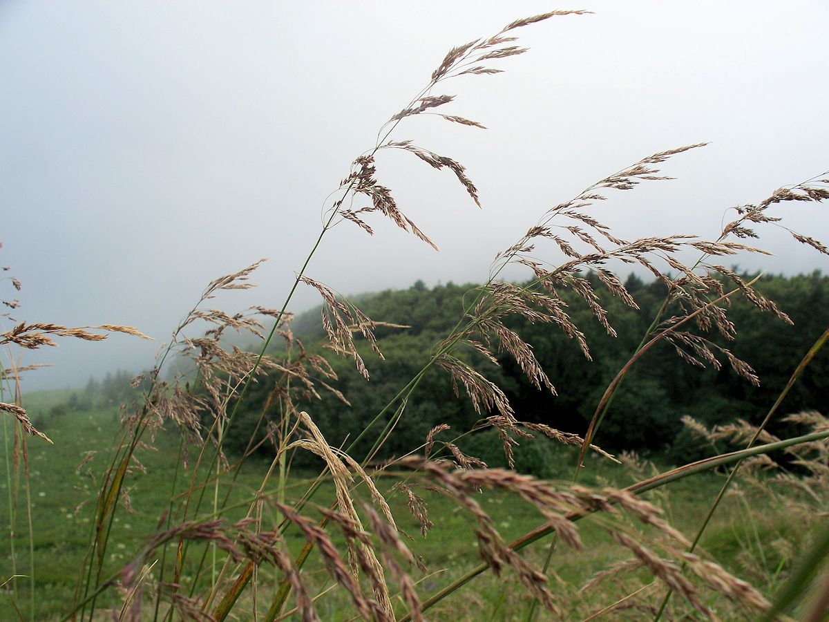 Изображение особи Calamagrostis purpurea.