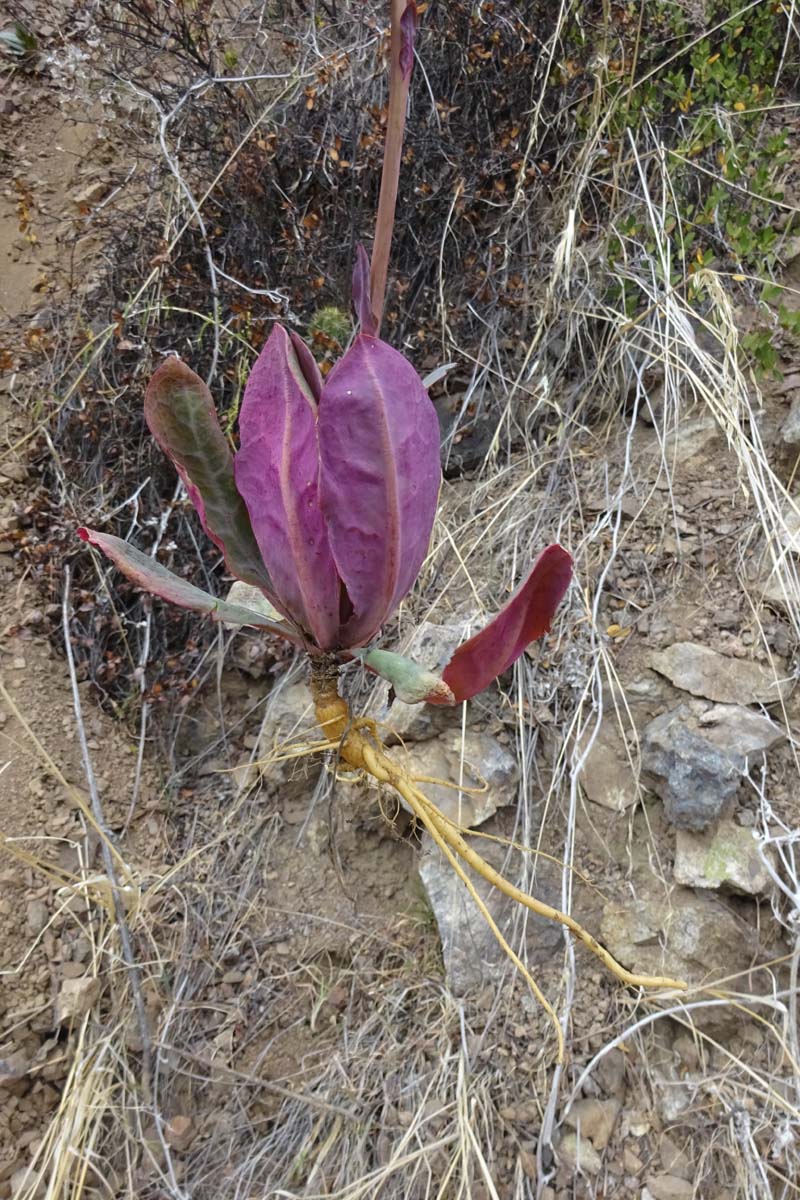 Image of Cistanthe grandiflora specimen.