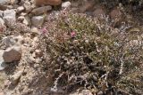 Krameria lappacea