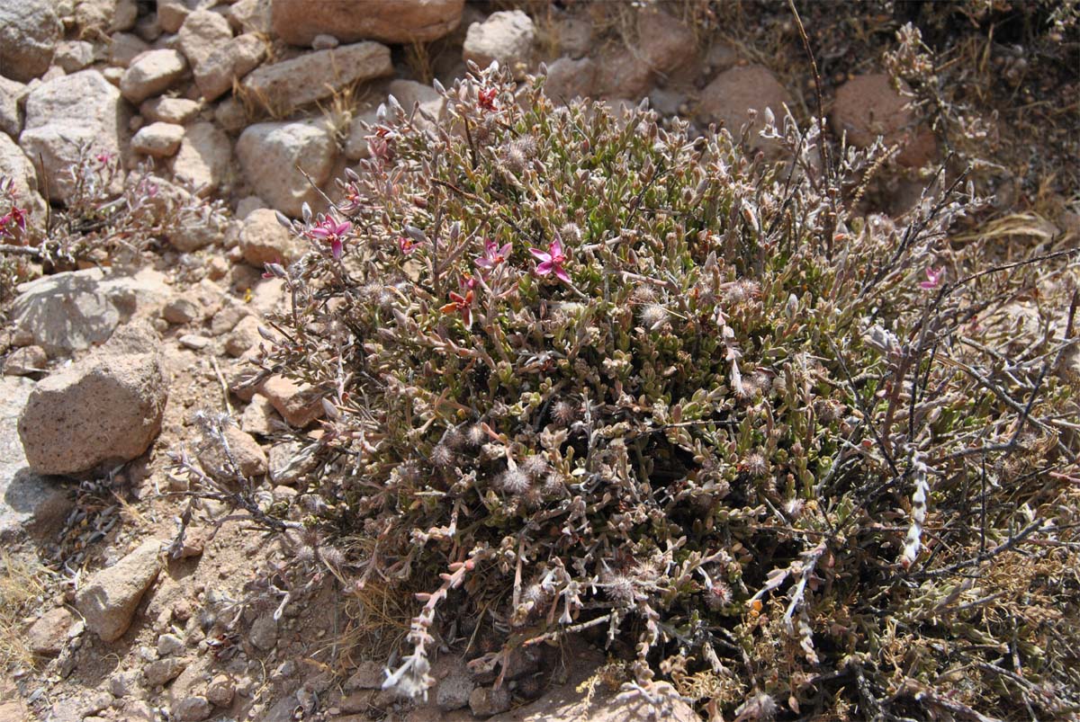 Image of Krameria lappacea specimen.