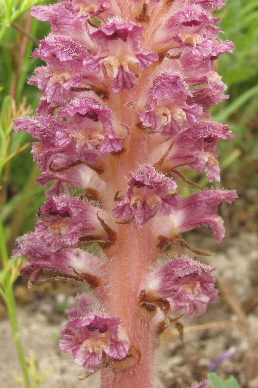 Изображение особи Orobanche pubescens.