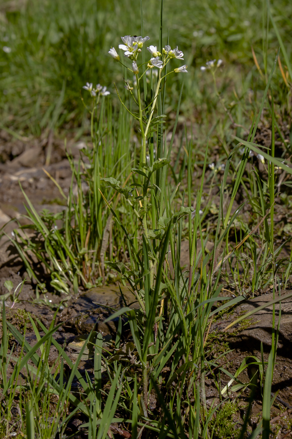 Изображение особи Cardamine amara.