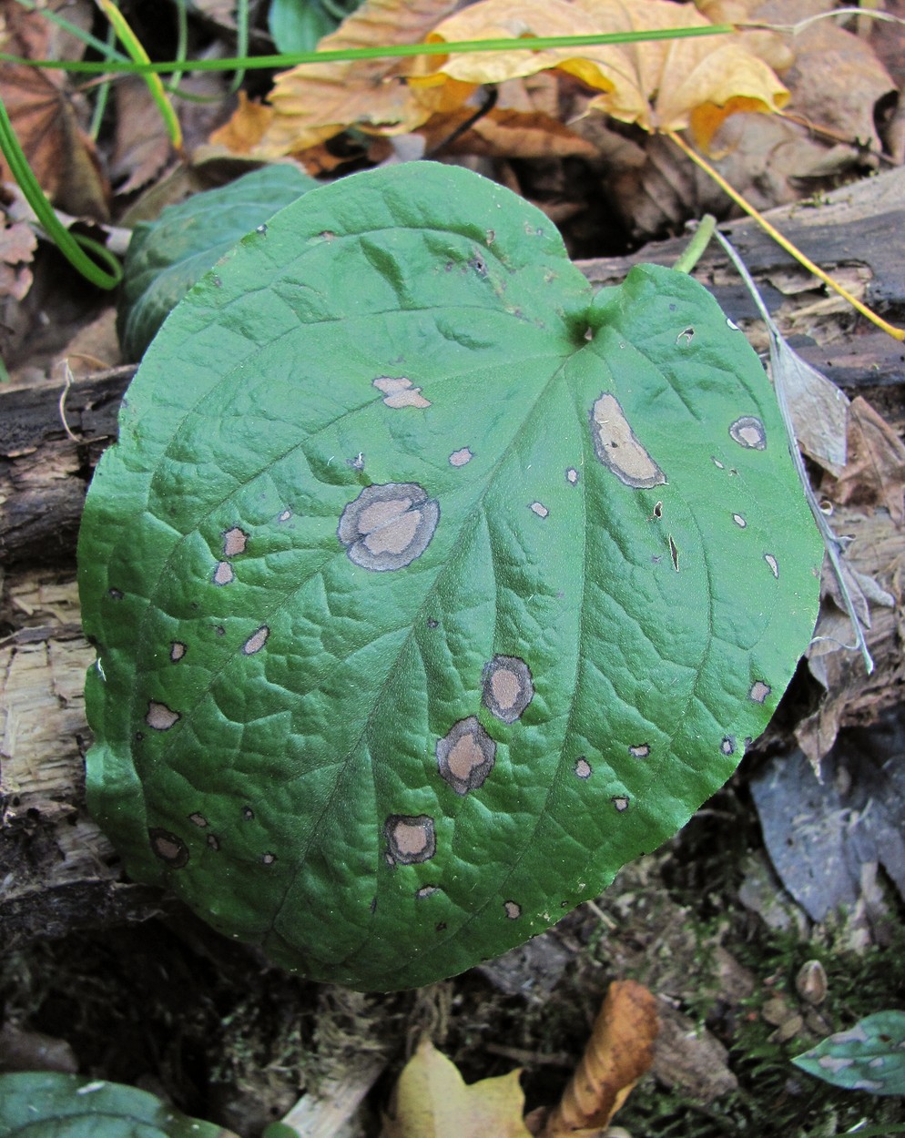 Image of Omphalodes cappadocica specimen.