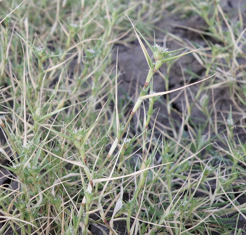 Image of Crypsis aculeata specimen.