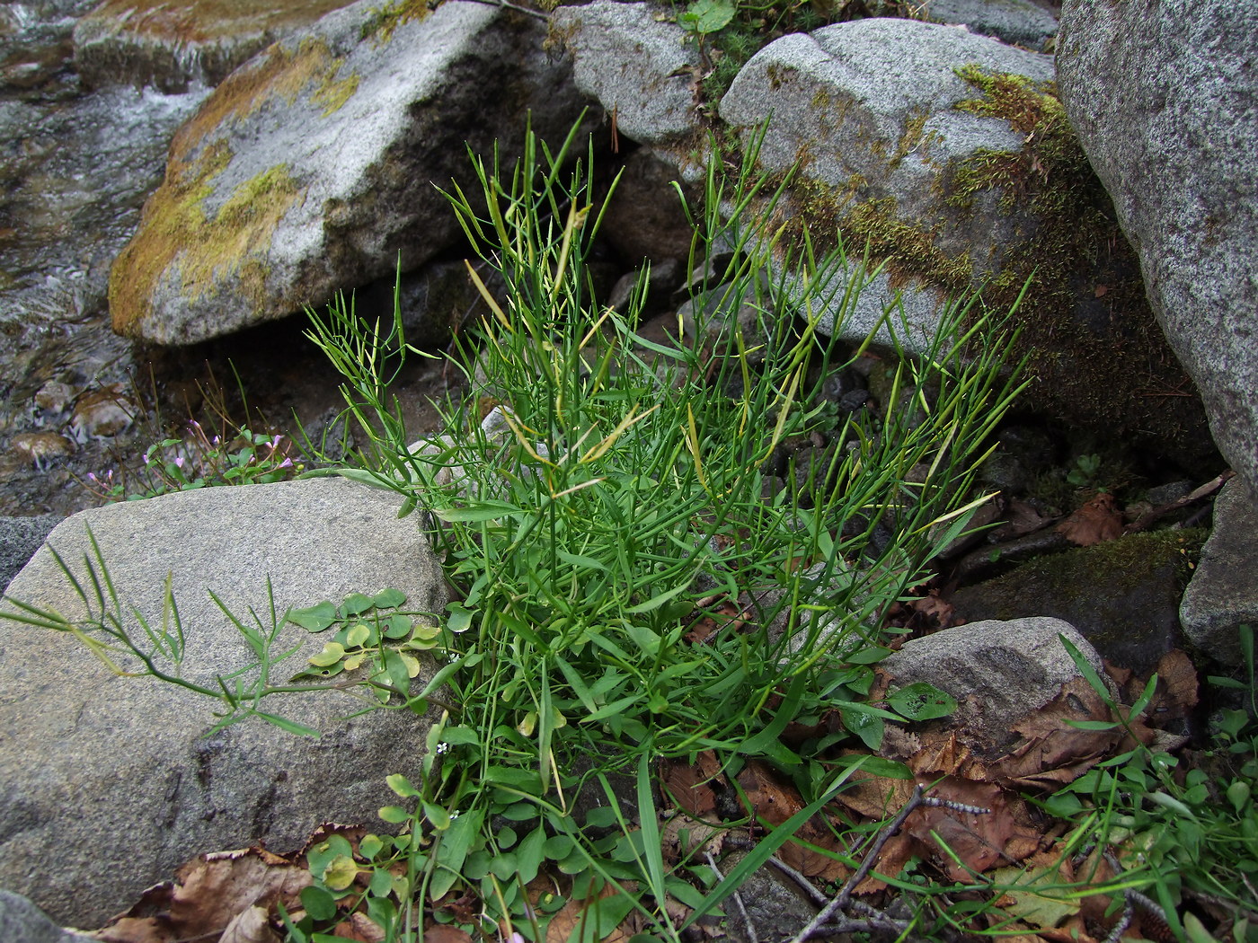 Изображение особи Cardamine umbellata.