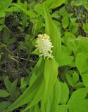 Smilacina stellata