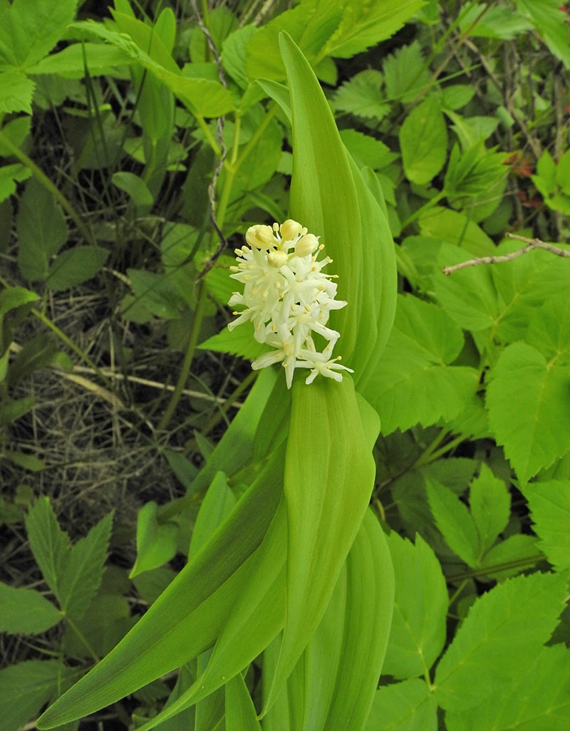 Image of Smilacina stellata specimen.