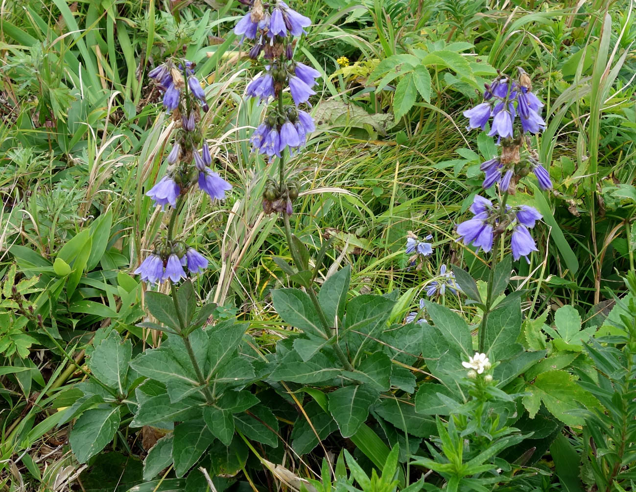 Изображение особи Adenophora triphylla.