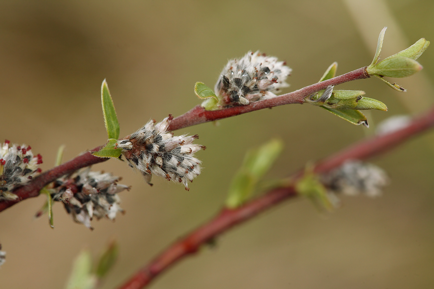 Image of Salix rosmarinifolia specimen.