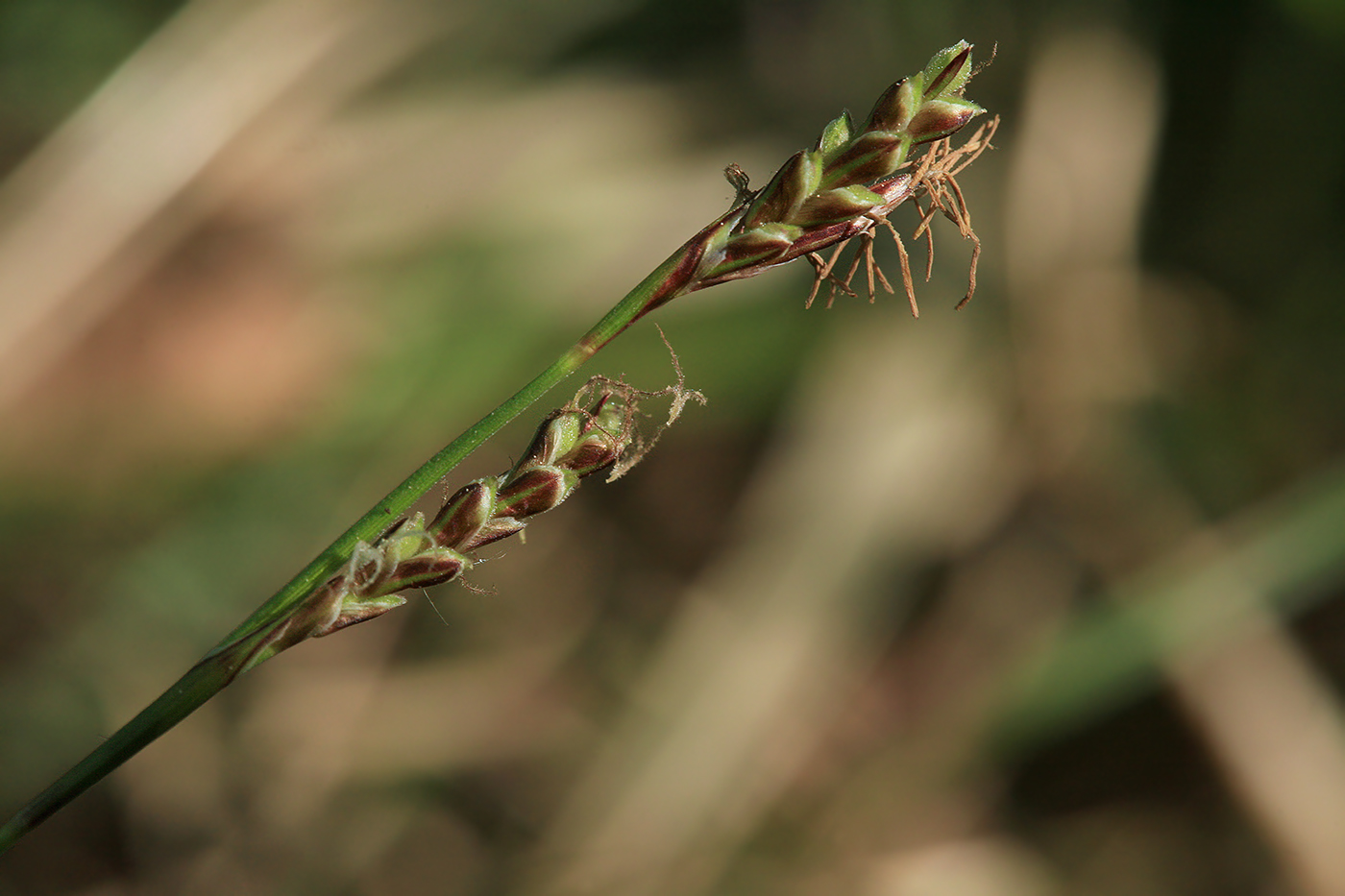 Image of Carex rhizina specimen.