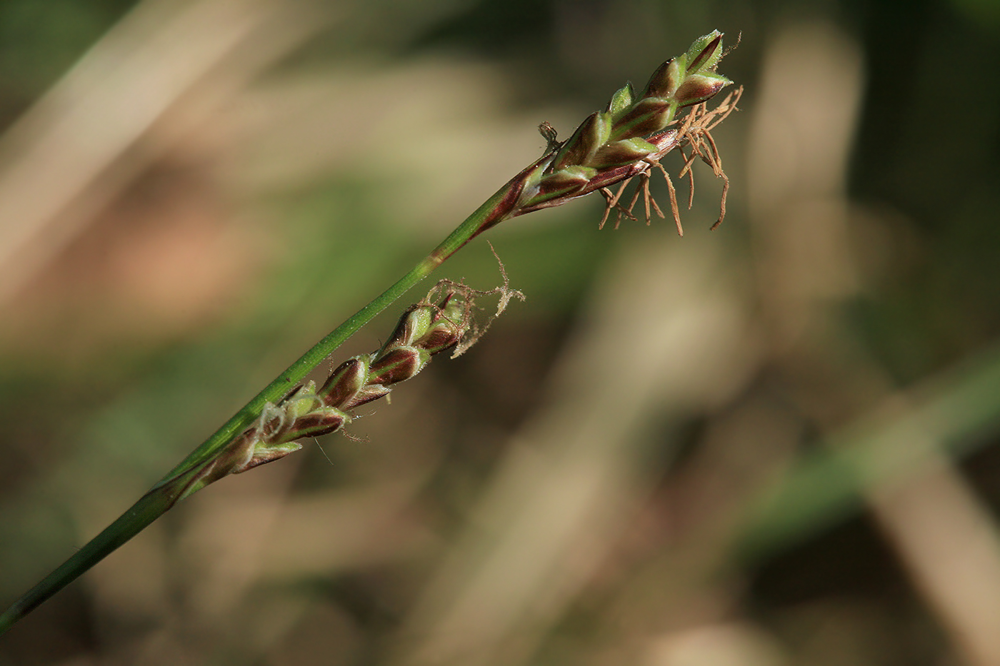 Изображение особи Carex rhizina.