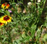 Erigeron annuus