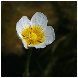 Ranunculus circinatus. Цветок. Республика Татарстан, Агрызский р-н, с. Красный Бор. 24.06.2010.