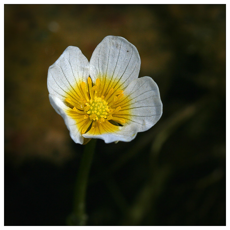 Изображение особи Ranunculus circinatus.