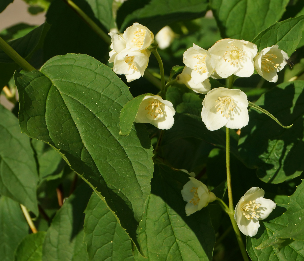 Изображение особи род Philadelphus.