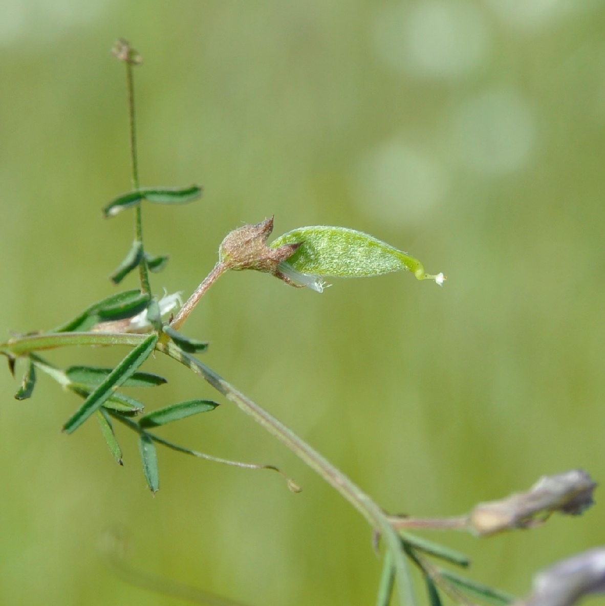 Image of Vicia peregrina specimen.