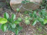 Chaenomeles japonica. Побеги с незрелыми плодами. Тверская обл., г. Тверь, Заволжский р-н, пос. Киселёво, около частного дома. 16 июня 2019 г.