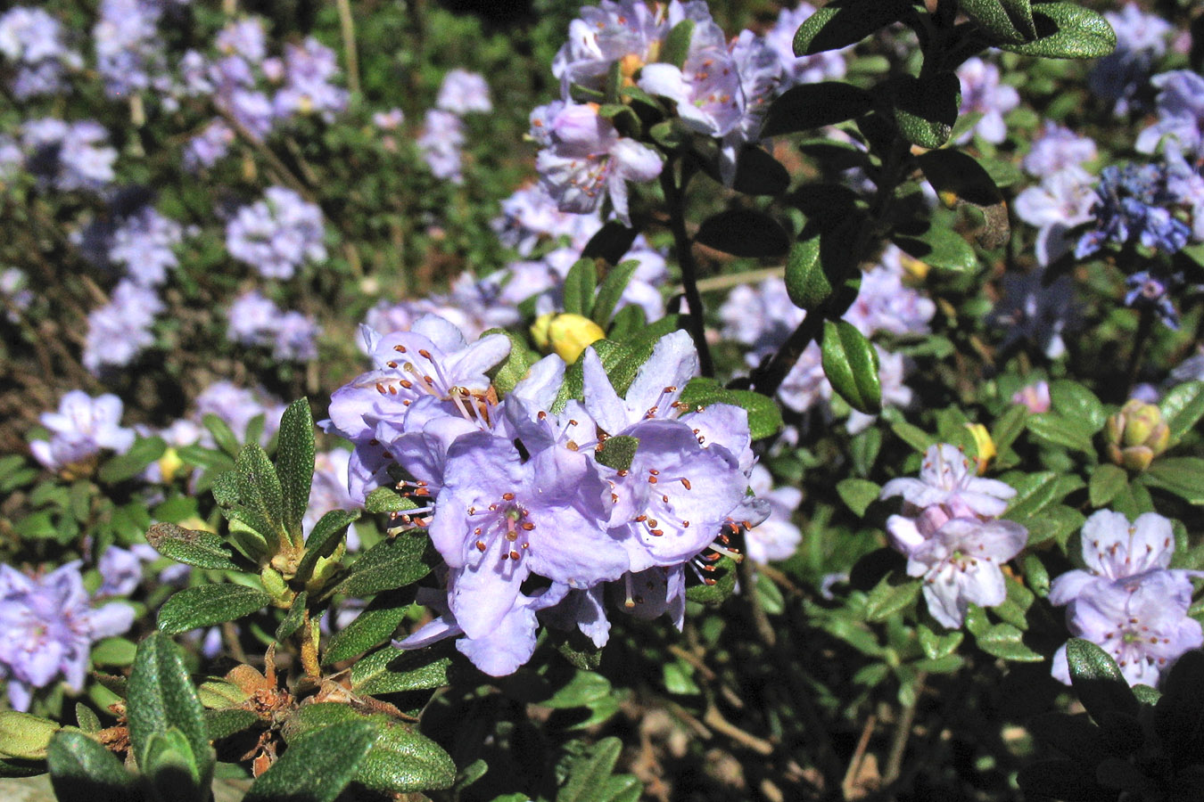 Image of Rhododendron rupicola specimen.