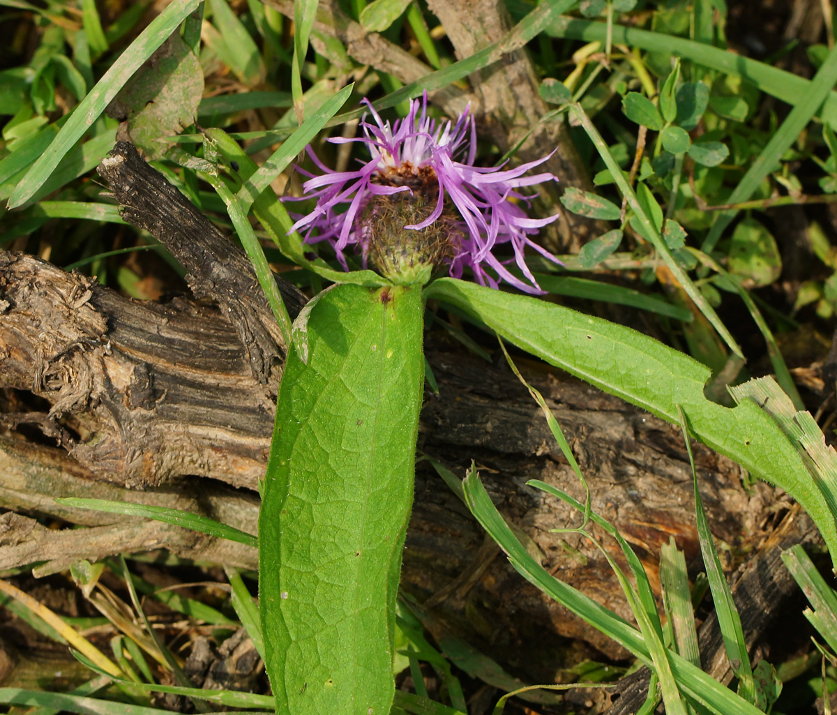 Изображение особи Centaurea phrygia.