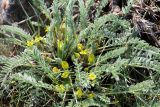 Astragalus atrovinosus. Цветущее растение. Казахстан, Туркестанская обл., хр. Таласский Алатау, плато Таскора, ≈ 1600 м н.у.м. 26 апреля 2020 г.