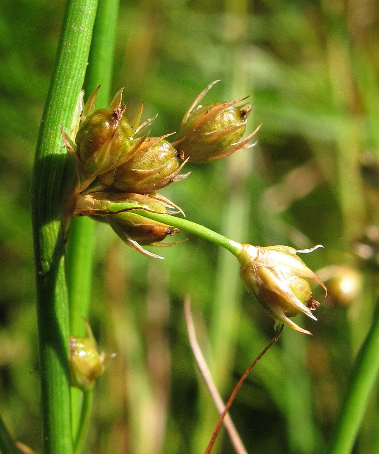 Изображение особи Juncus filiformis.