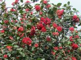 Viburnum lantana. Ветки с незрелыми соплодиями. Самара, Ботанический сад СамГУ. 05.08.2008.