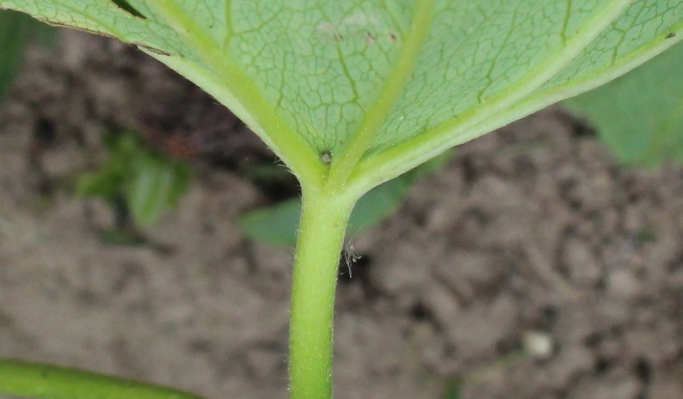 Image of Alchemilla baltica specimen.