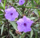 Ruellia simplex. Листья и цветки. Намибия, регион Erongo, г. Свакопмунд, цветник. 06.03.2020.