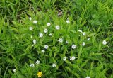 Fimbripetalum radians