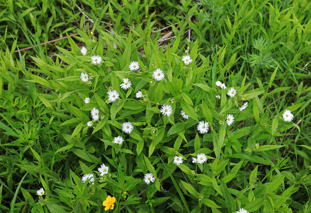 Изображение особи Fimbripetalum radians.