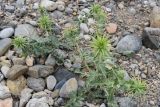 Cousinia ferganensis. Растение с формирующимися соцветиями. Таджикистан, Согдийская обл., Исфаринский р-н, г. Шураб, обнажившийся неогеновый галечник. 30 апреля 2019 г.