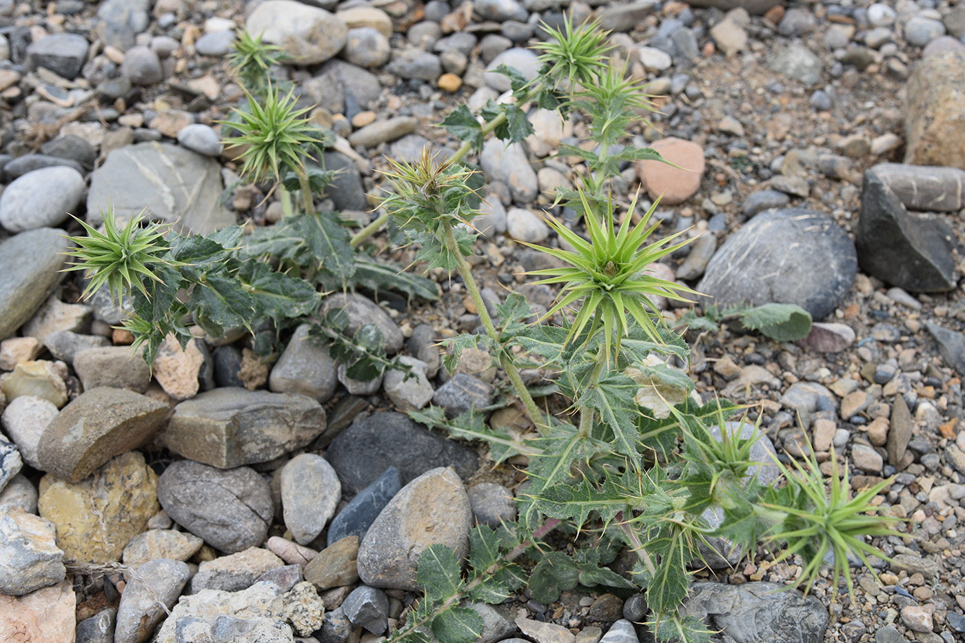 Image of Cousinia ferganensis specimen.