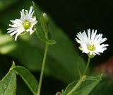 Fimbripetalum radians. Верхушки побегов с цветками. Приморский край, Ольгинский р-н, окр. с. Милоградово. 11.08.2009.