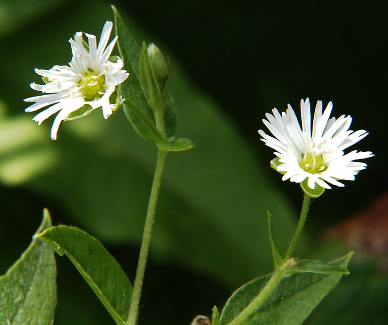 Изображение особи Fimbripetalum radians.