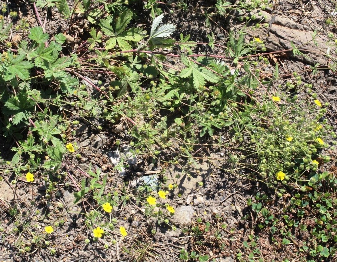 Изображение особи Potentilla gordiaginii.