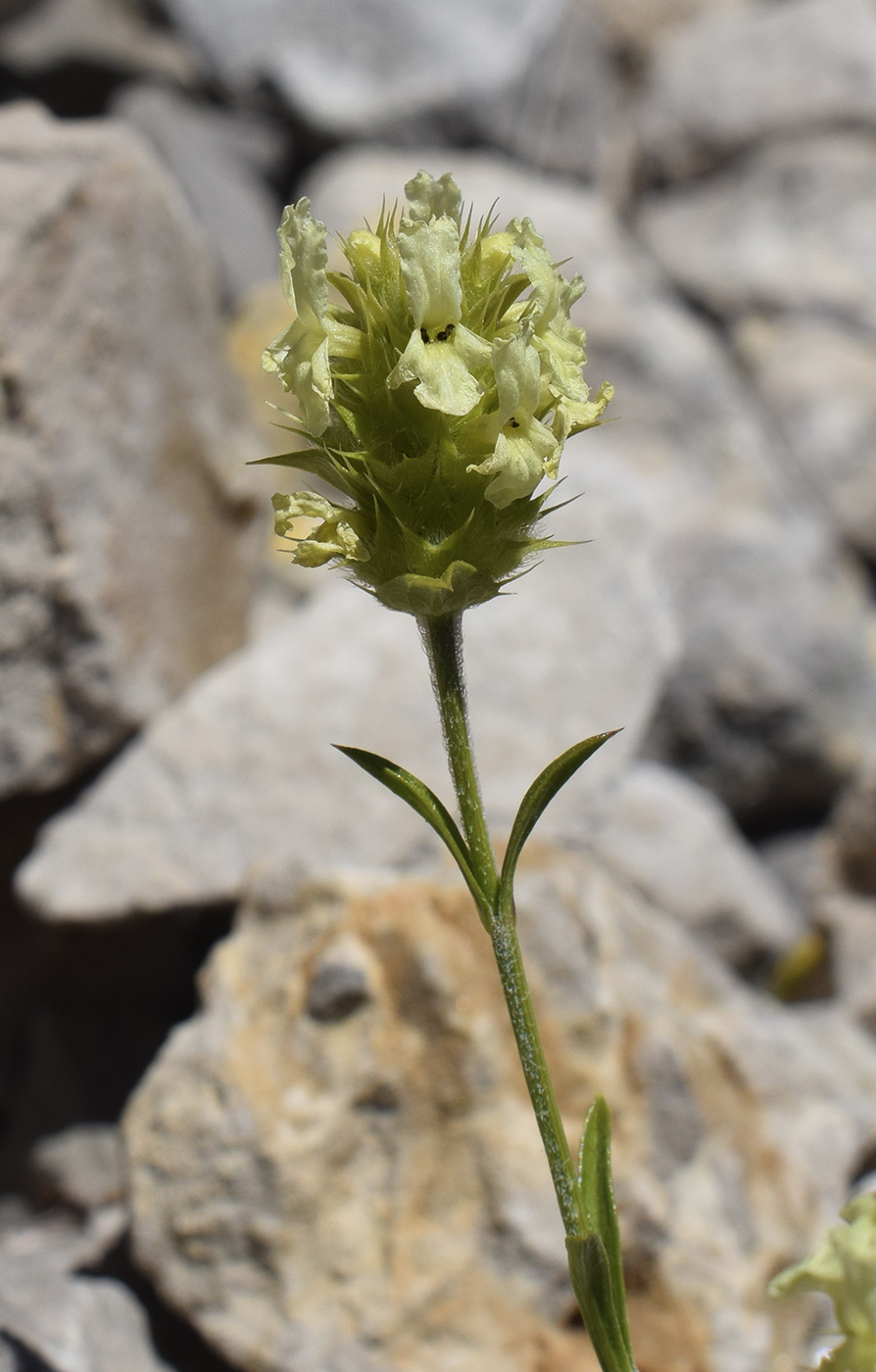 Изображение особи Sideritis hyssopifolia.