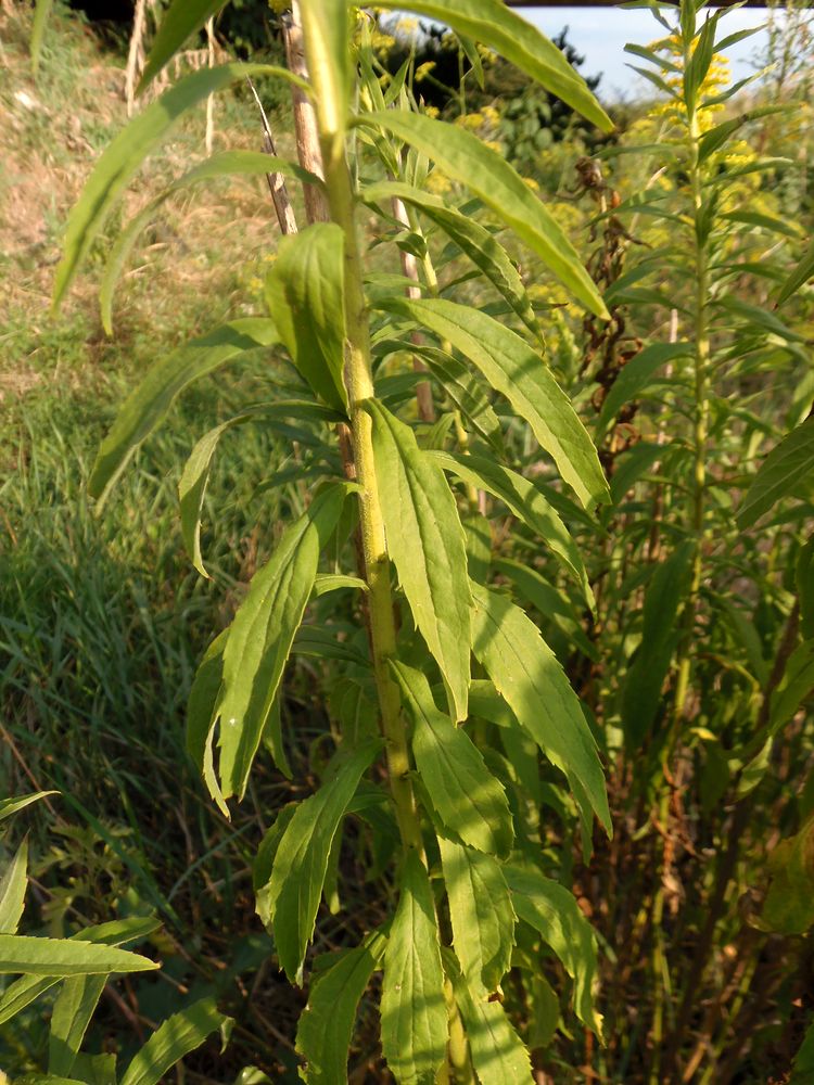 Image of Solidago canadensis specimen.